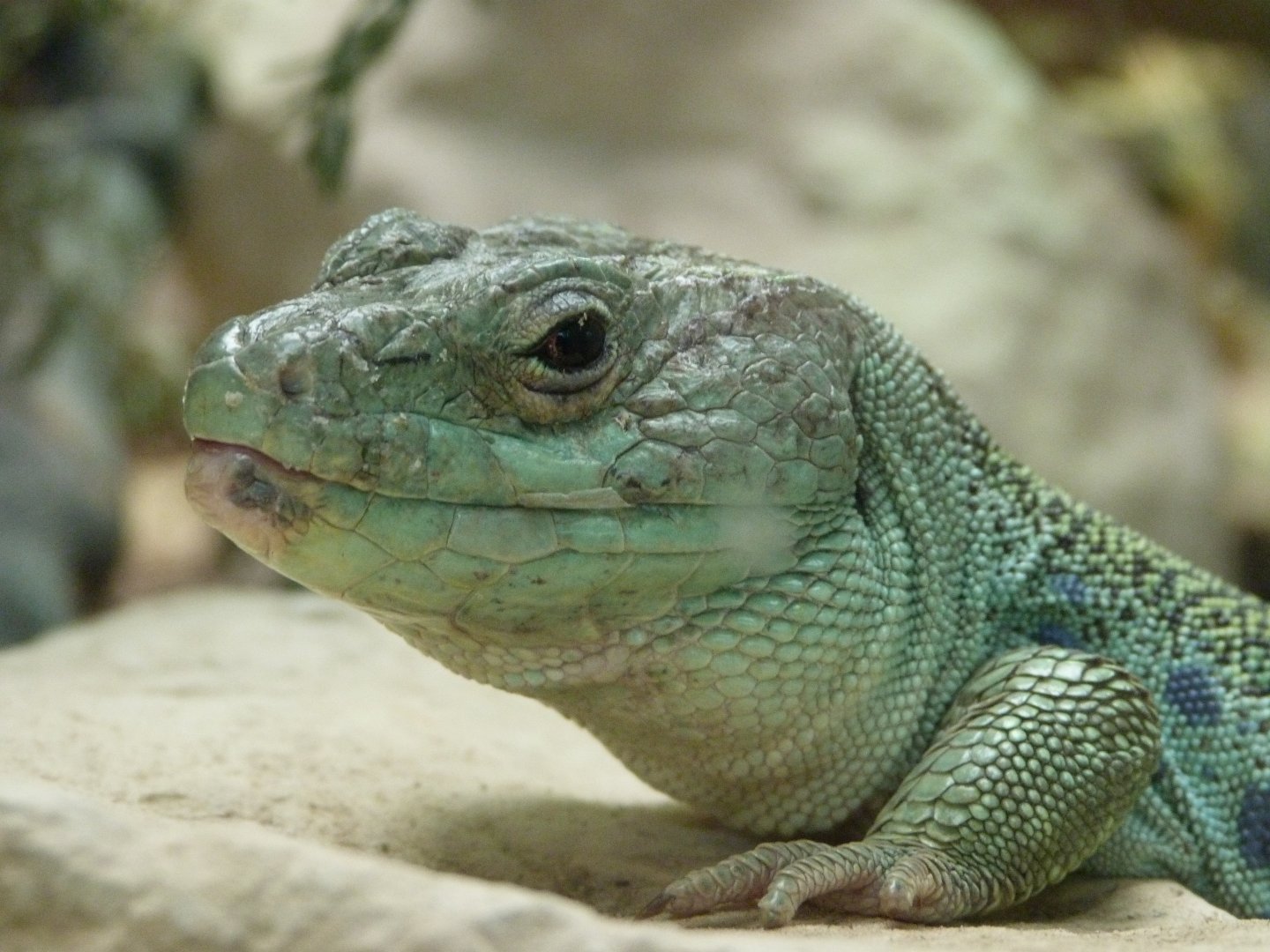 Ocellated lizard -Zoodyssée (2025)