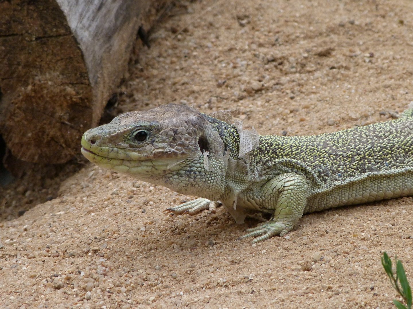 Ocellated lizard -Zoodyssée (2025)
