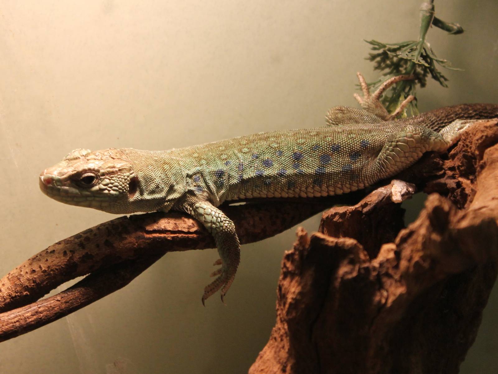 Ocellated lizard