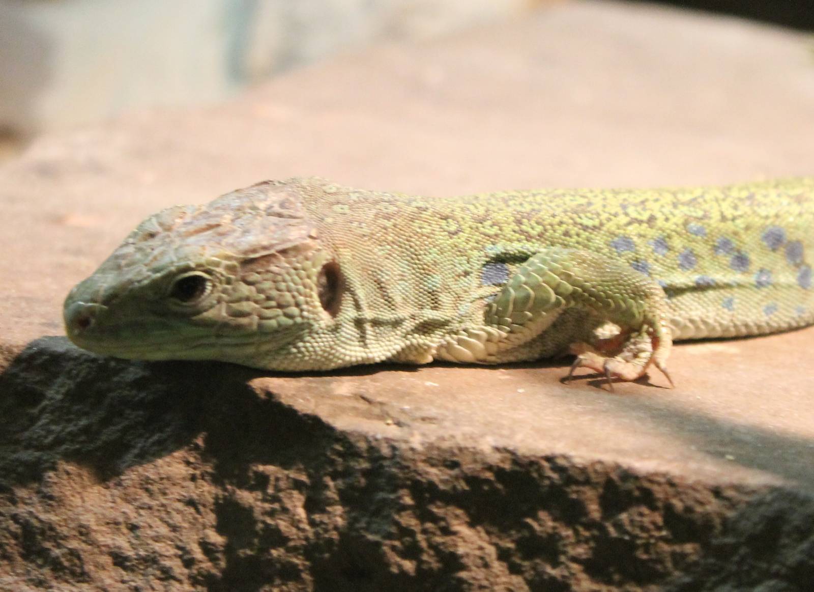 Ocellated lizard