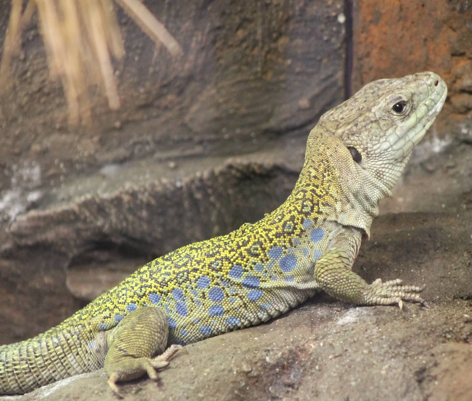 Ocellated lizard