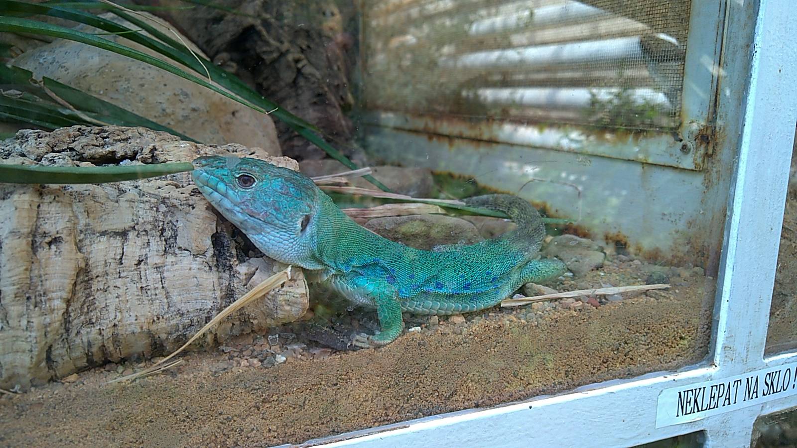 Ocellated lizard