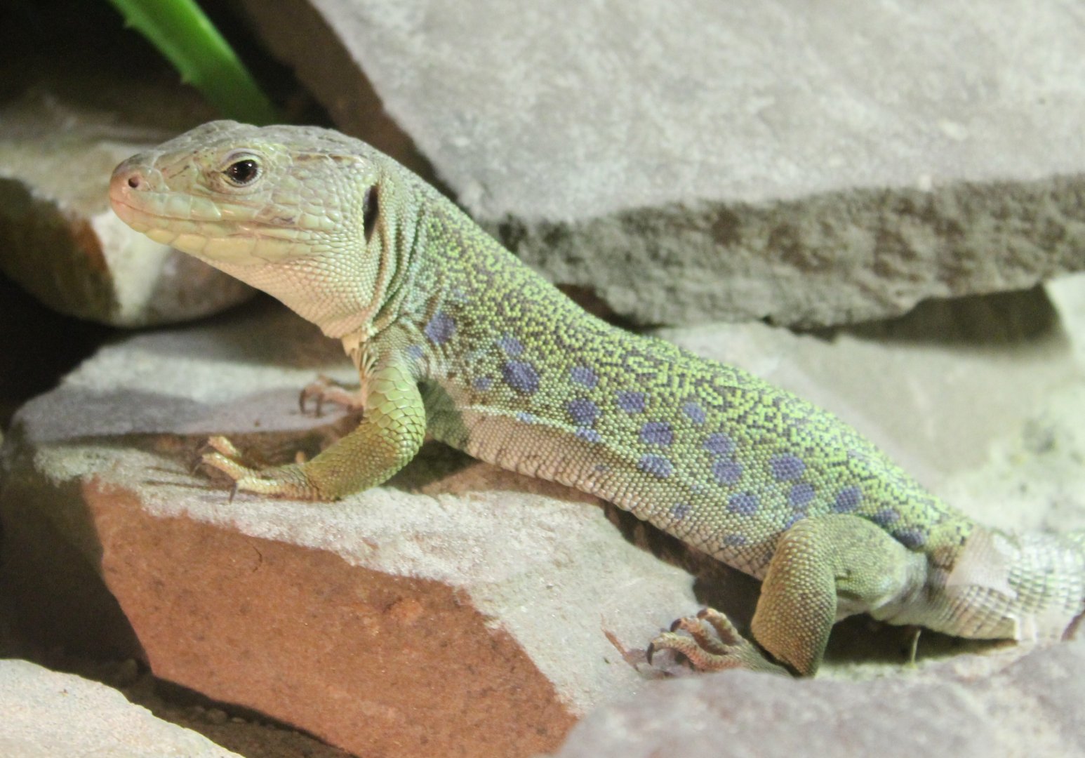 Ocellated lizard