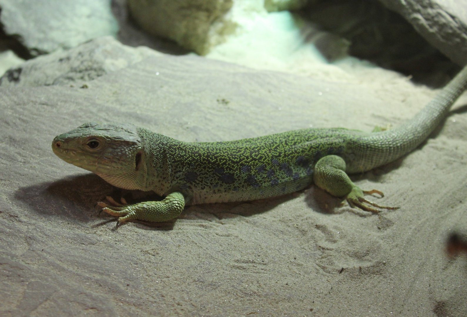 Ocellated Lizard
