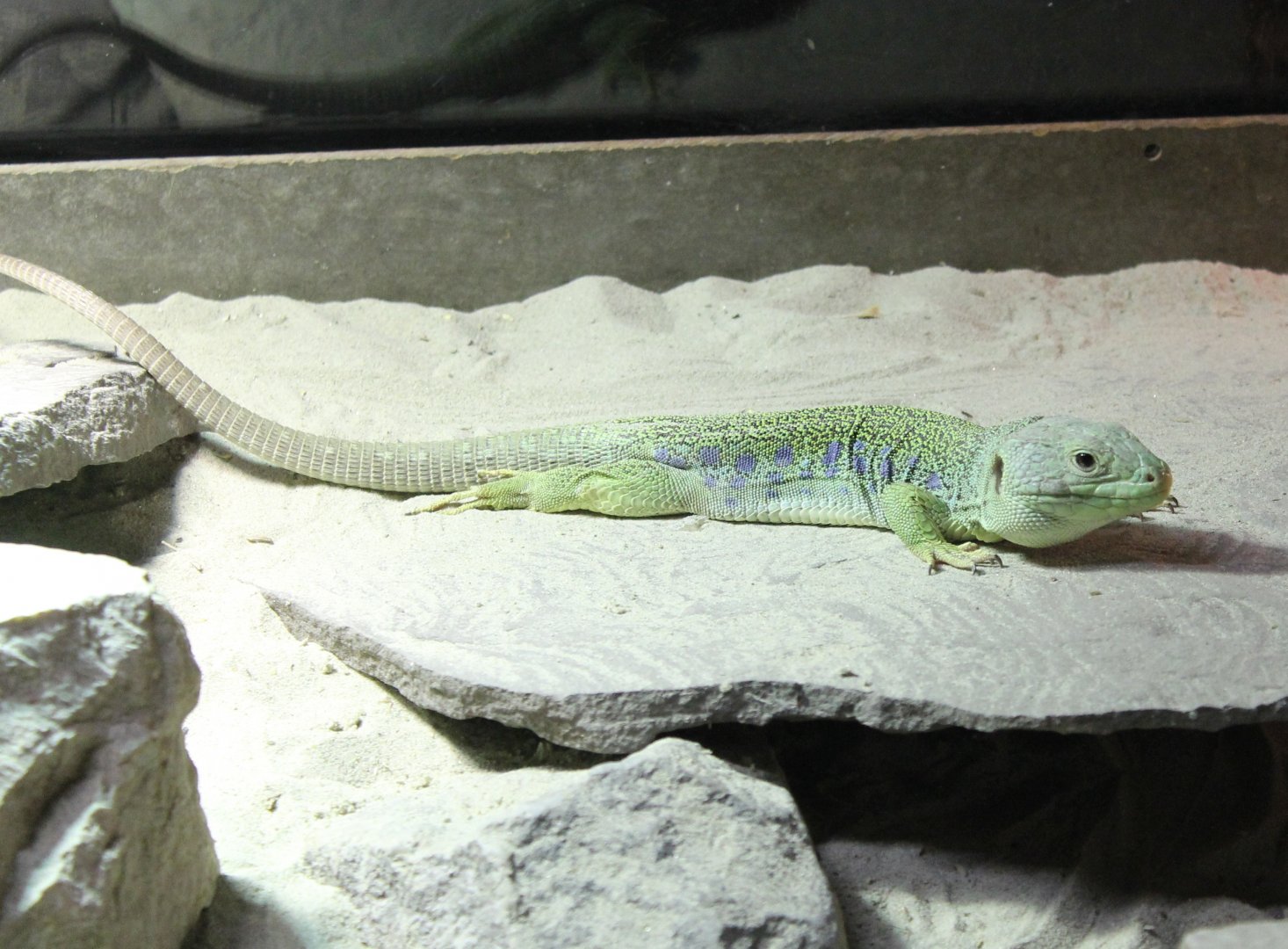 Ocellated lizard