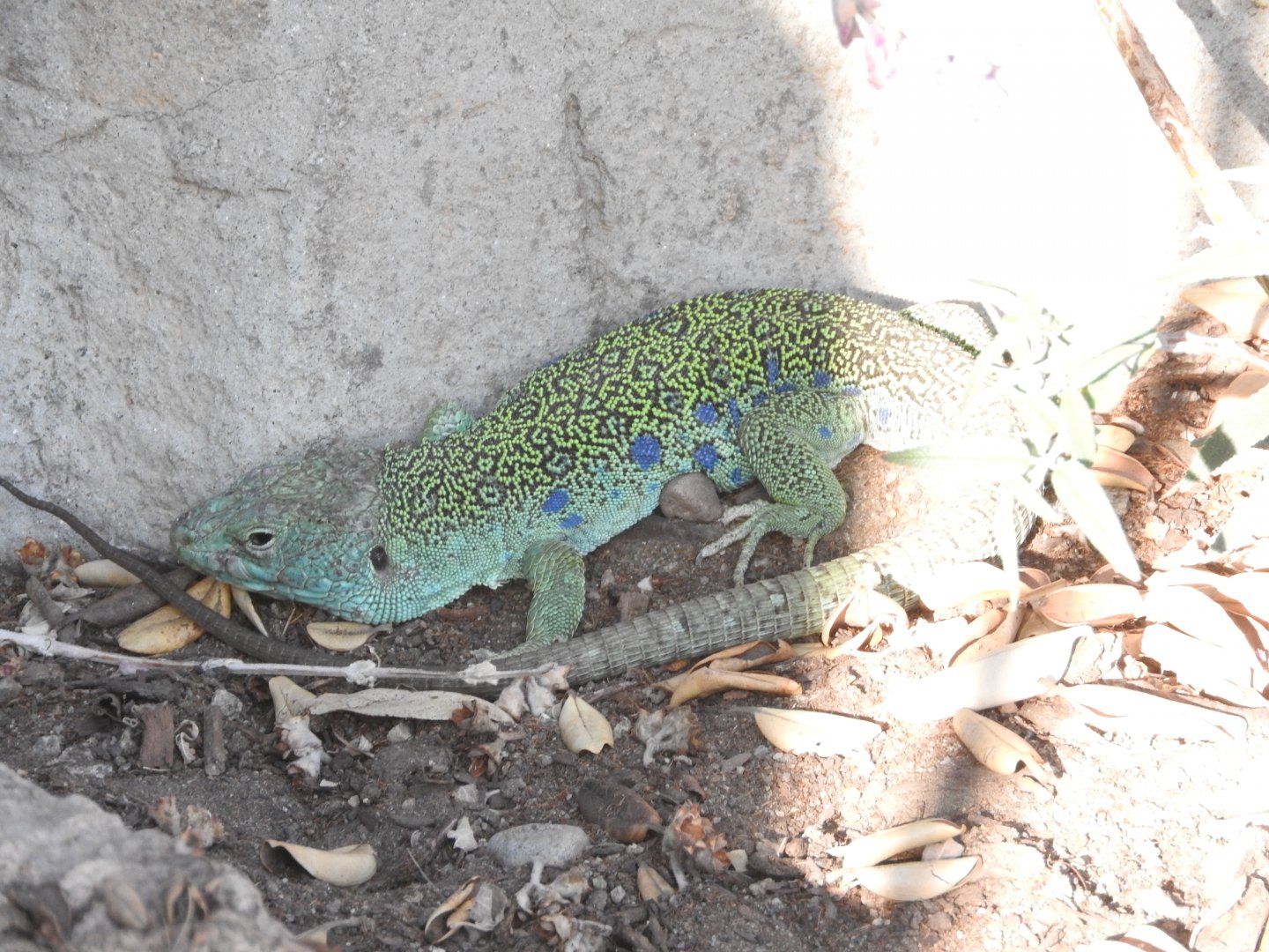 Ocellated Lizard