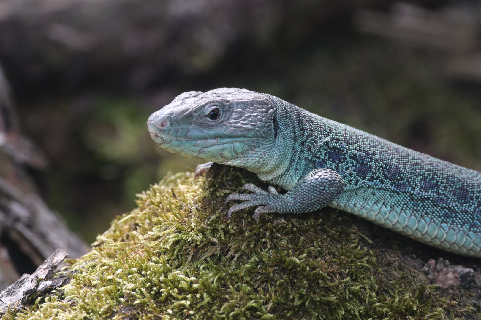 Ocellated lizard