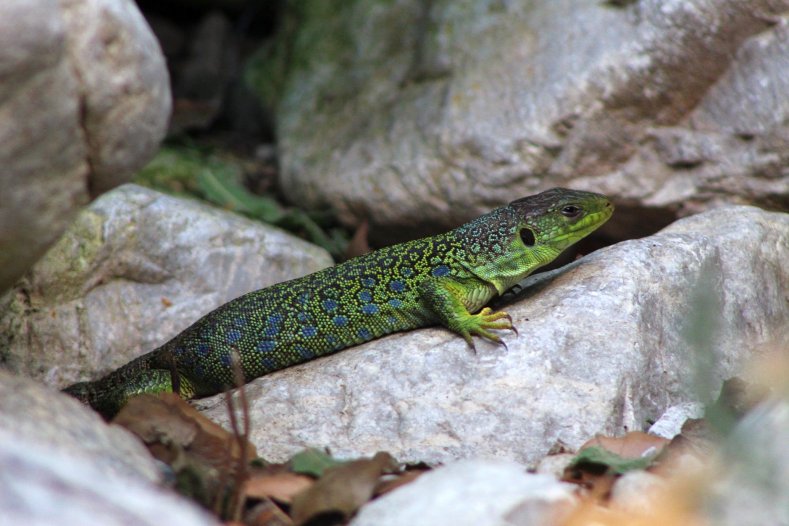 Ocellated Lizard
