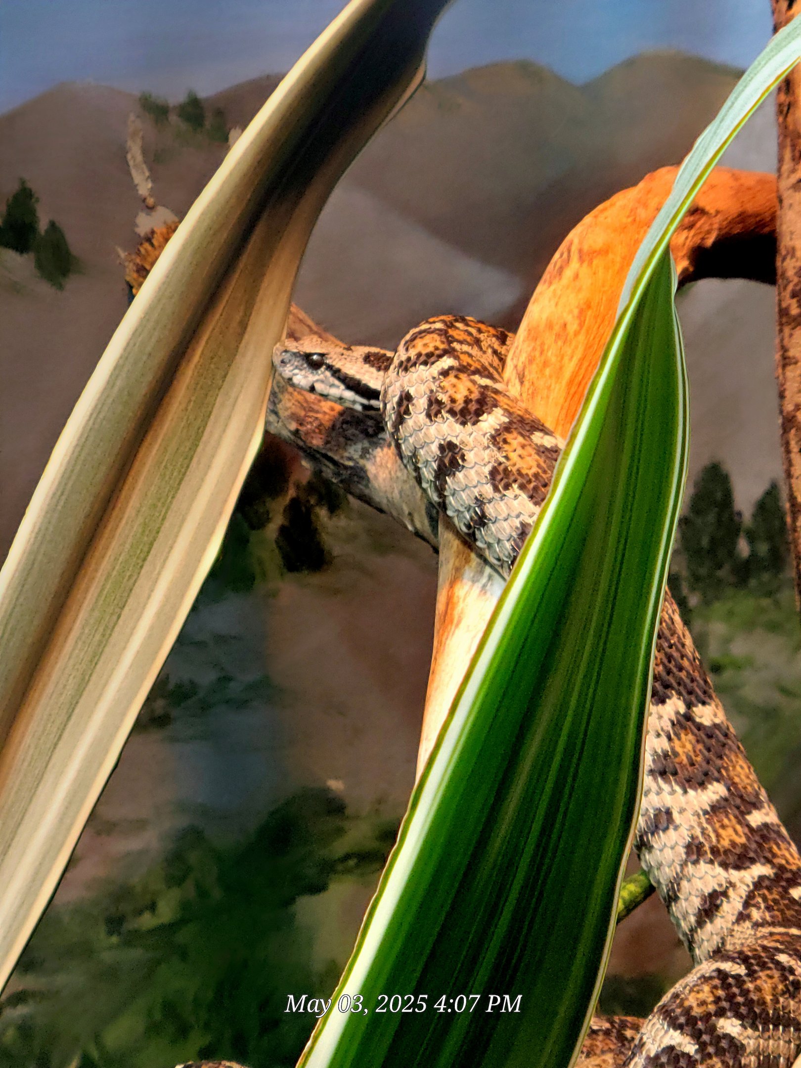 Ocellated Mountain Viper - Riverbanks Zoo