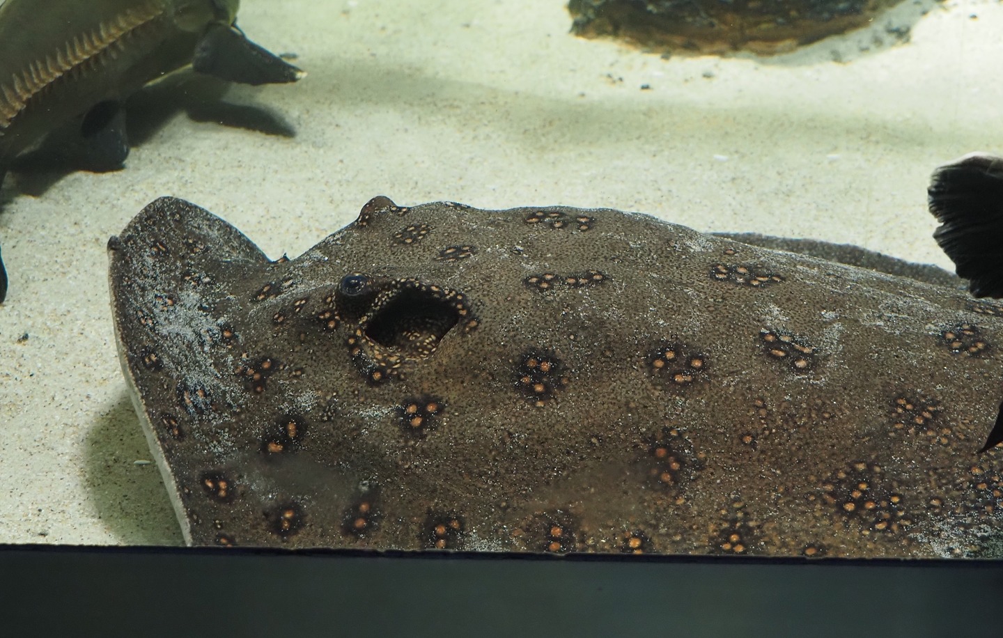 Ocellated river stingray (Potamotrygon motoro), 2024-03-09