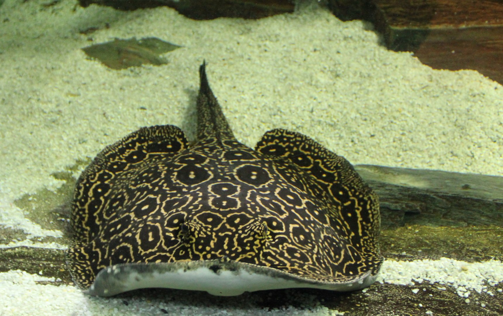 Ocellated river stingray