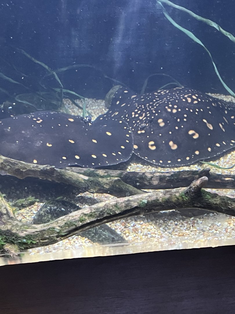 Ocellated River Stingrays