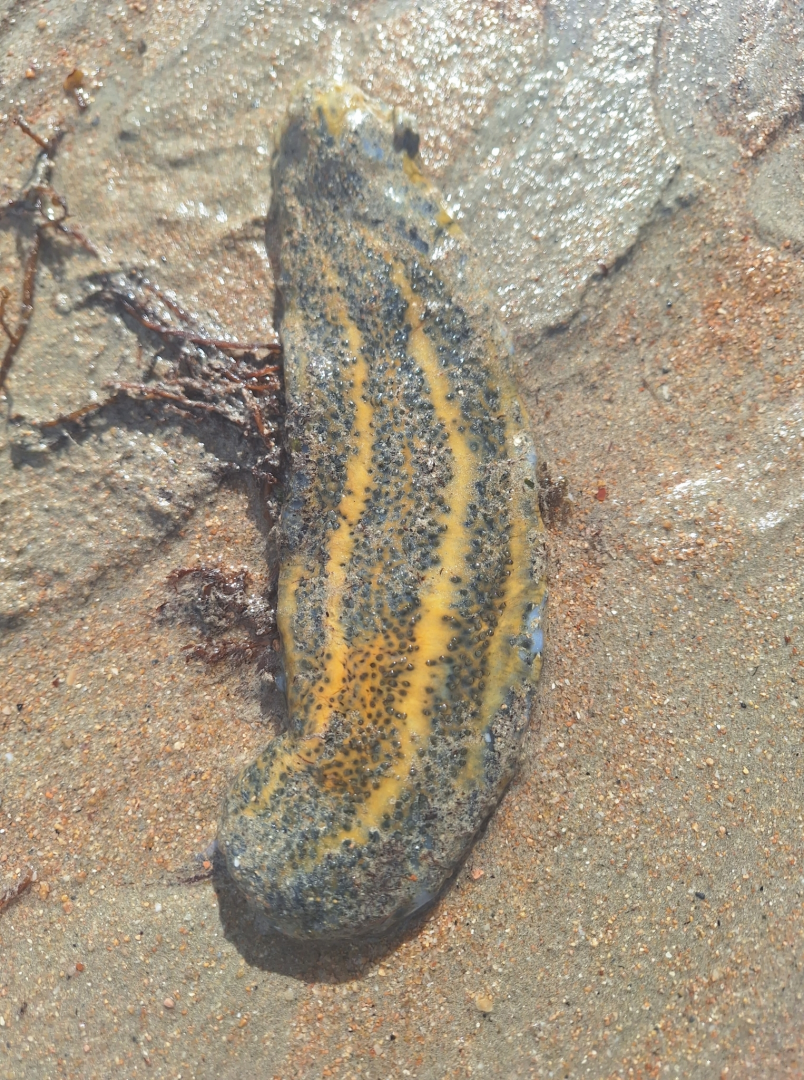 Ocellated Sea Cucumber (Stichopus ocellatus)