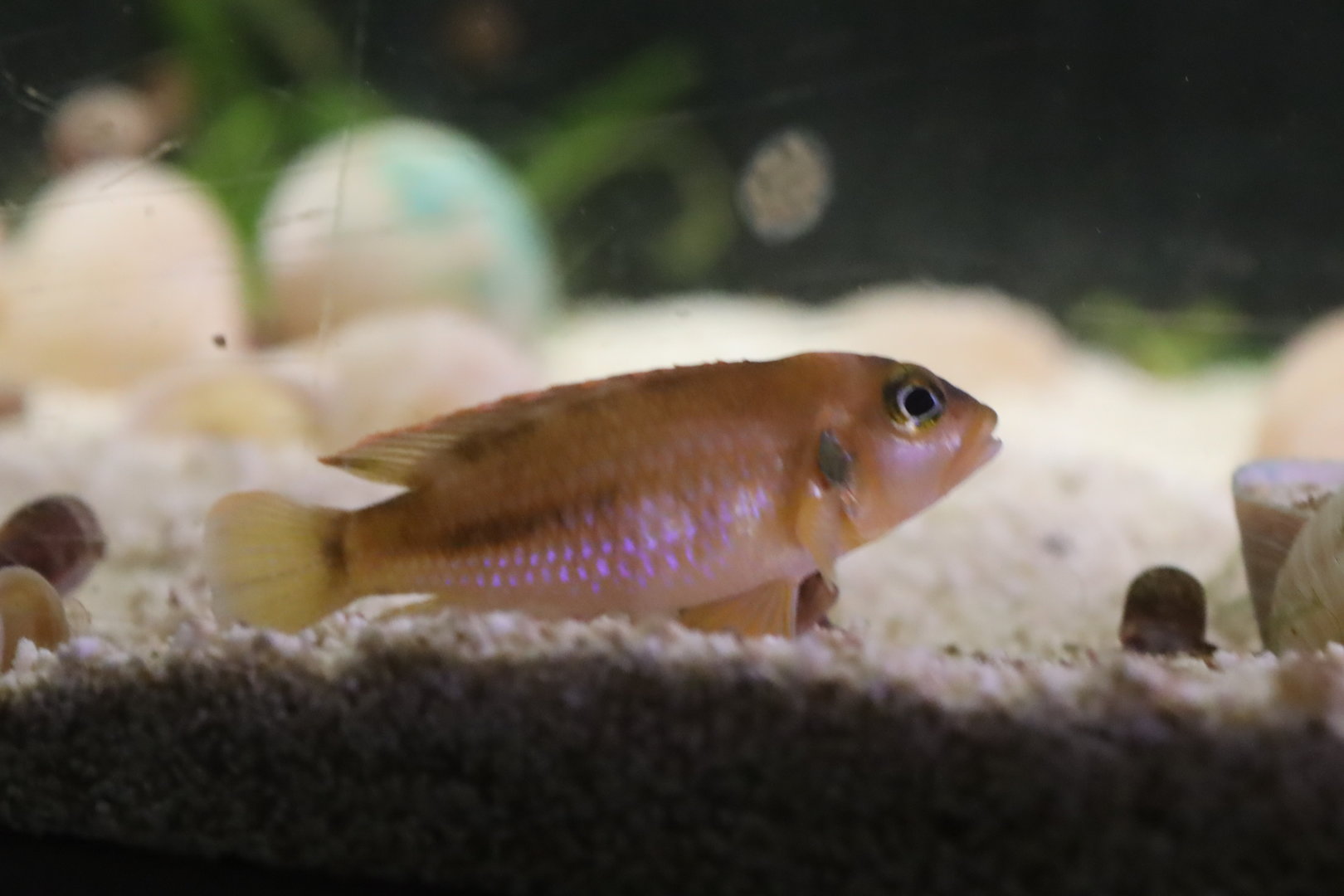 Ocellated shelldweller (Lamprologus ocellatus)
