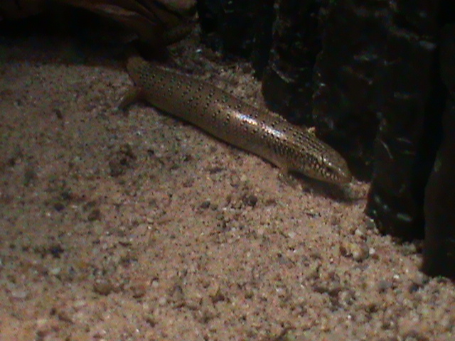 ocellated skink 041211