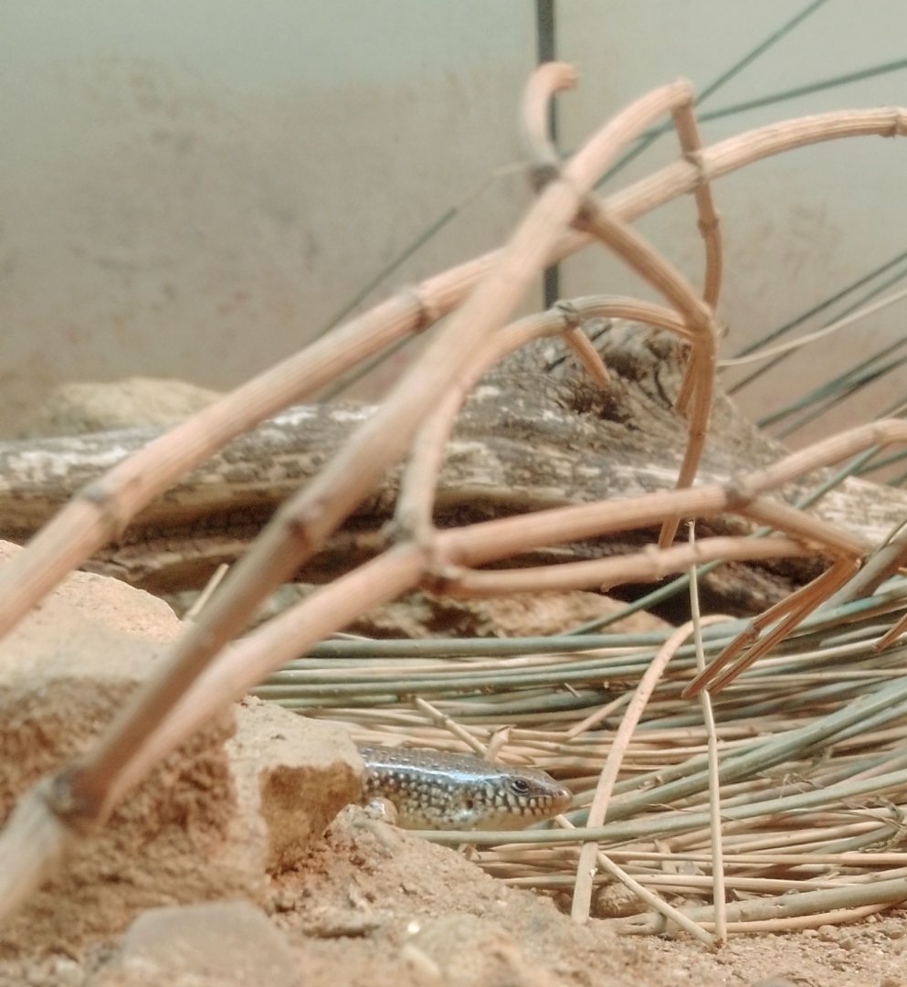 Ocellated Skink 070625