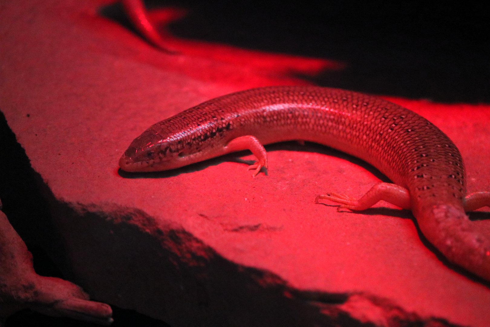 Ocellated Skink (Chaicides ocellatus)