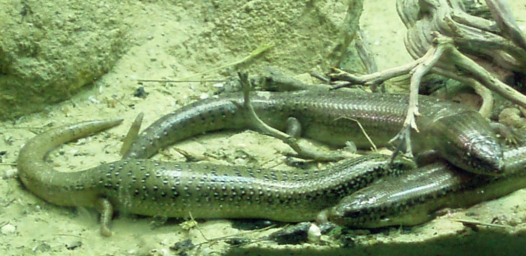 Ocellated Skink (Chalcices ocellatus)