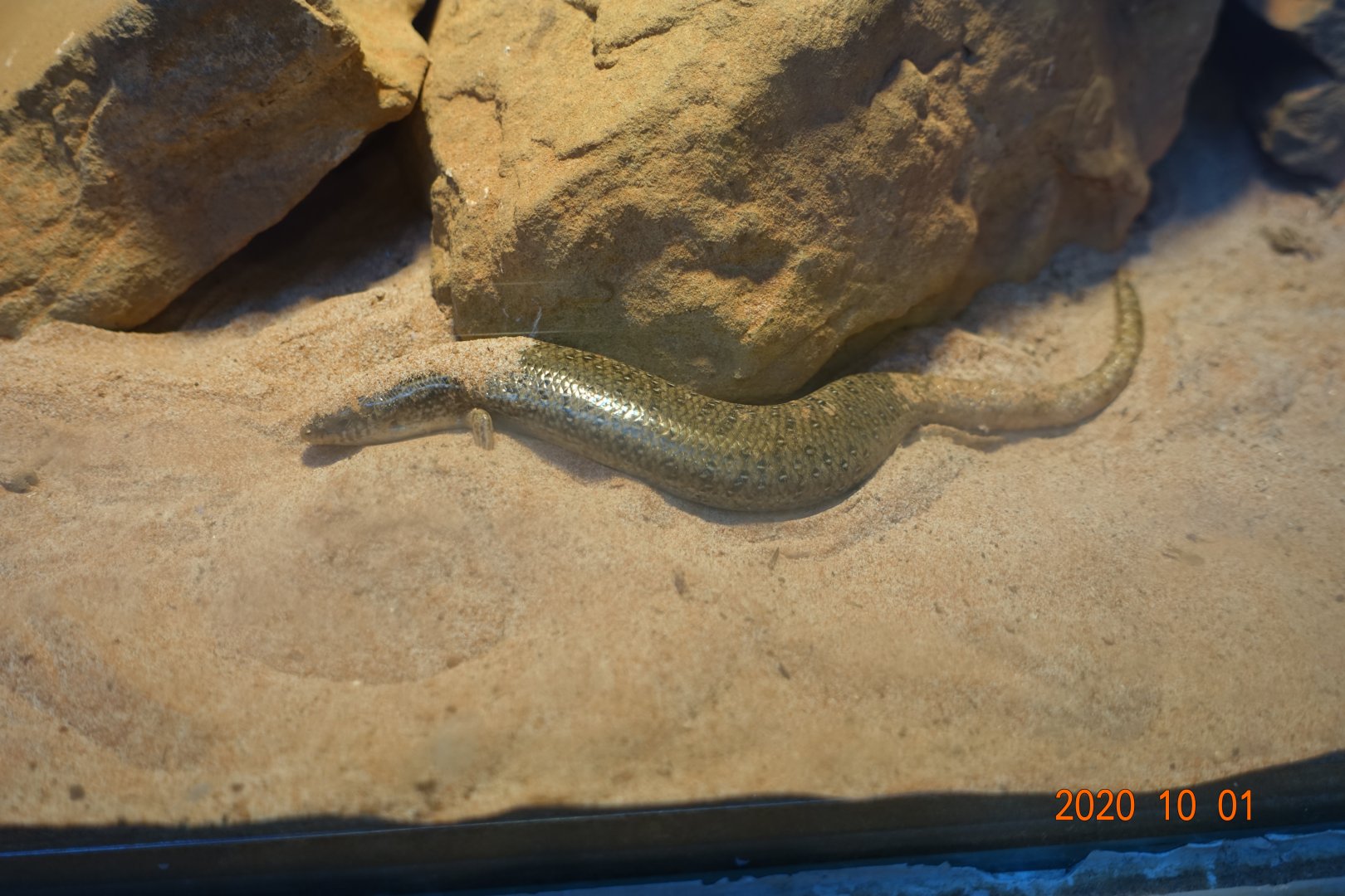 Ocellated Skink (Chalcides ocellatus)