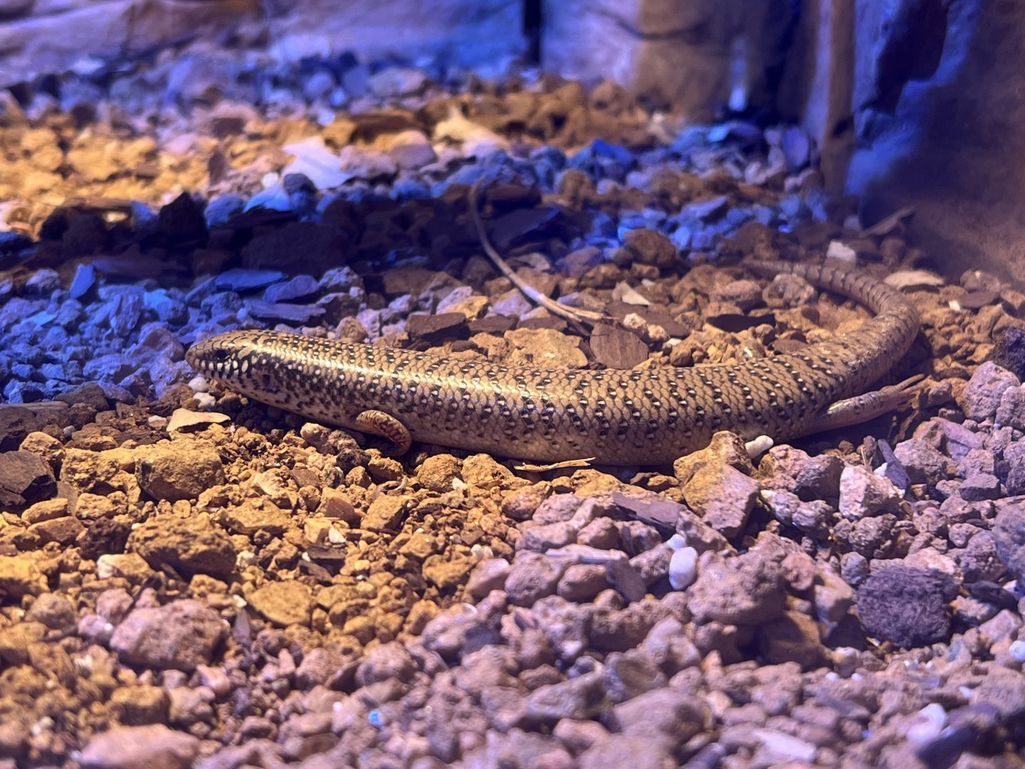 Ocellated Skink (Chalcides ocellatus)