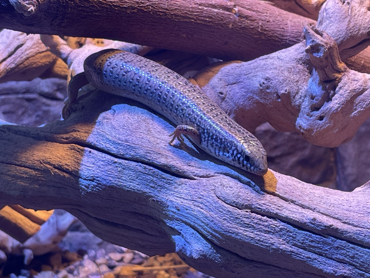 Ocellated Skink (Chalcides ocellatus)