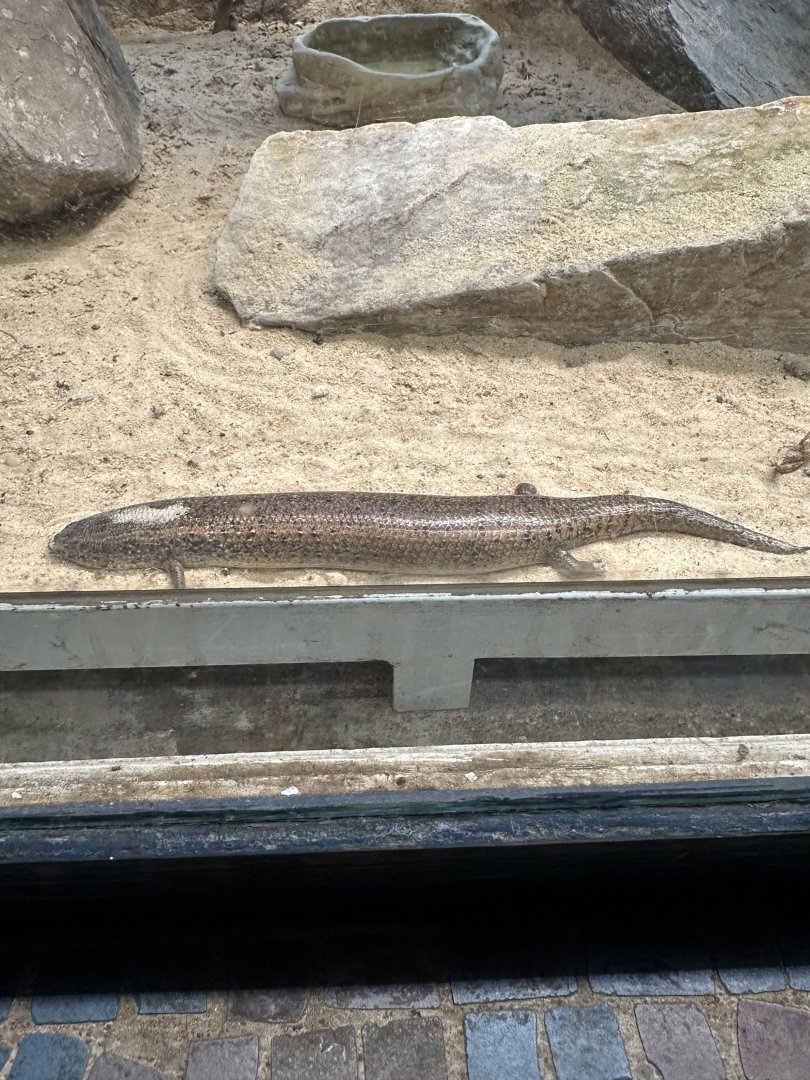 Ocellated Skink (Chalcides ocellatus)
