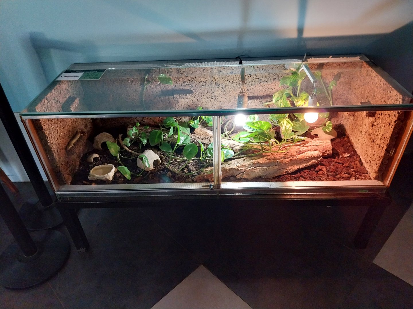 Ocellated Skink (Chalcides ocellatus)