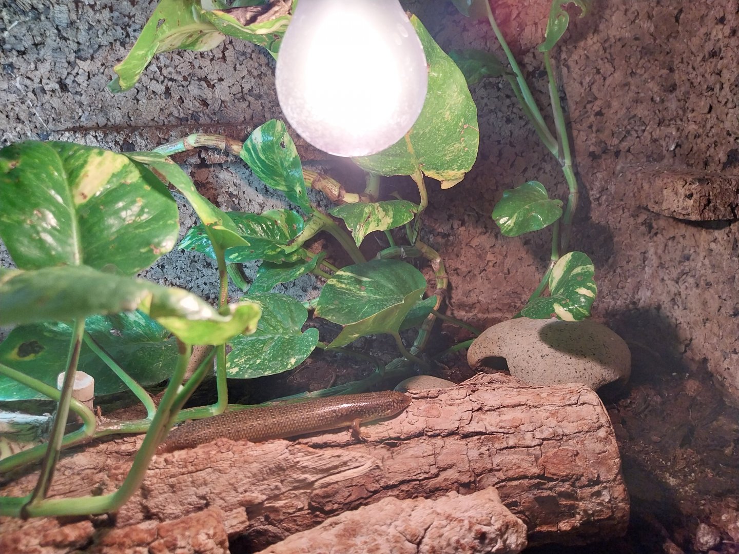 Ocellated Skink (Chalcides ocellatus)