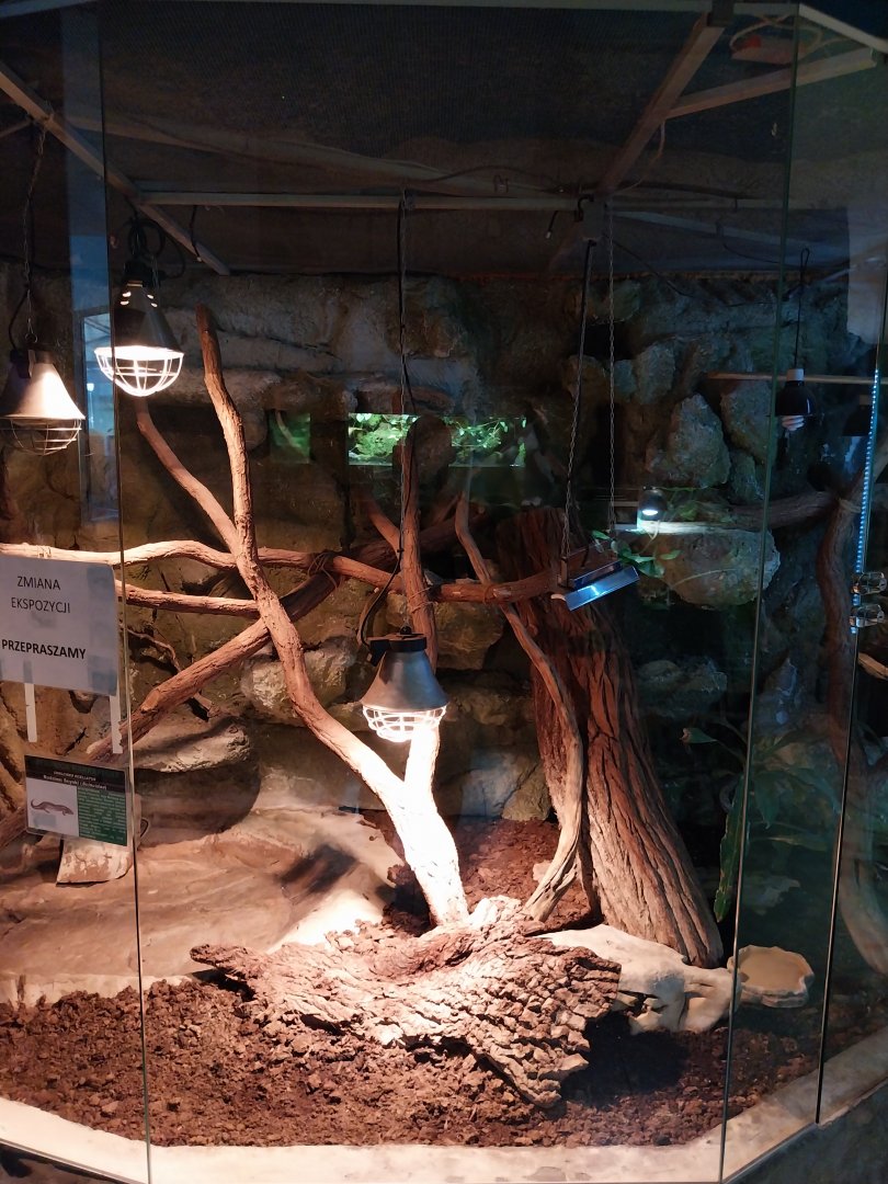 Ocellated Skink (Chalcides ocellatus)