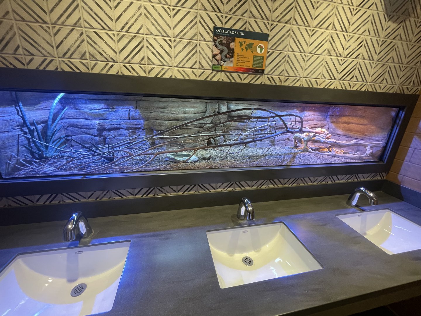 Ocellated Skink Exhibit in Men’s Restroom