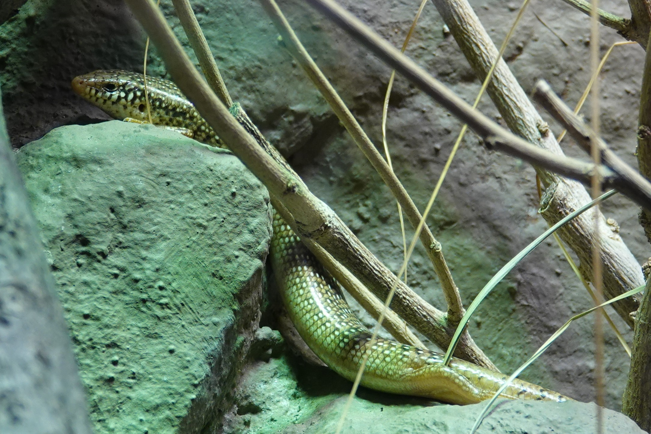 Ocellated skink