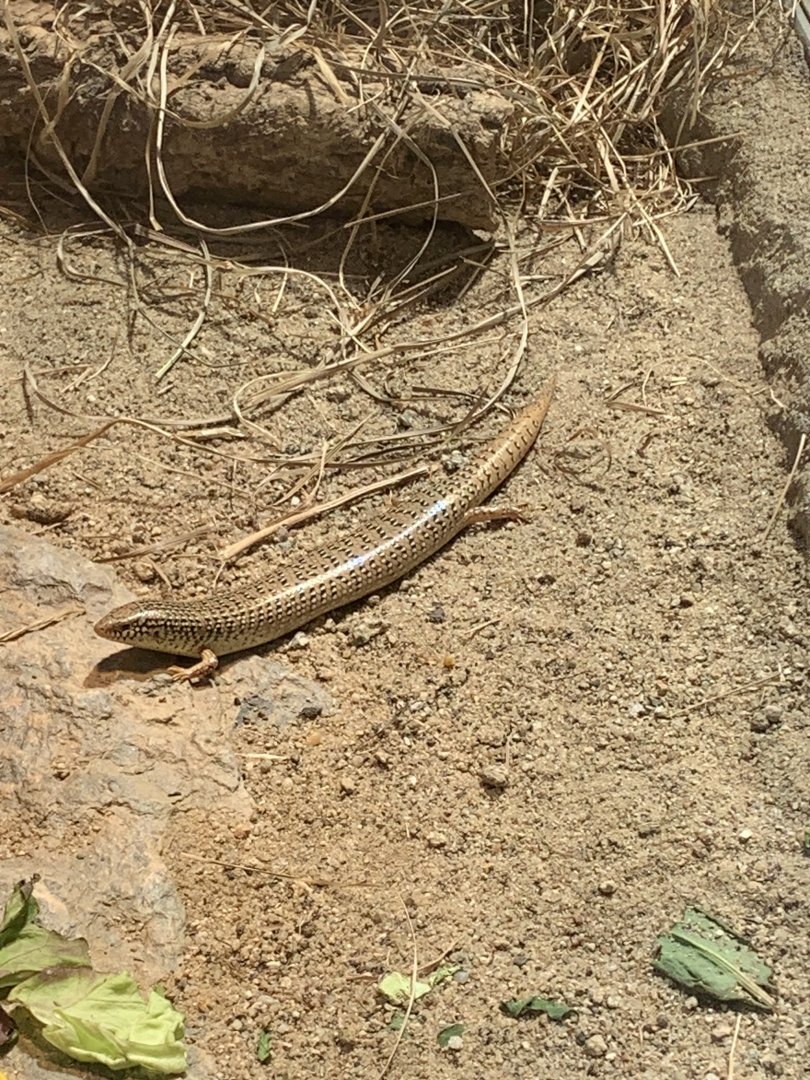 Ocellated skink
