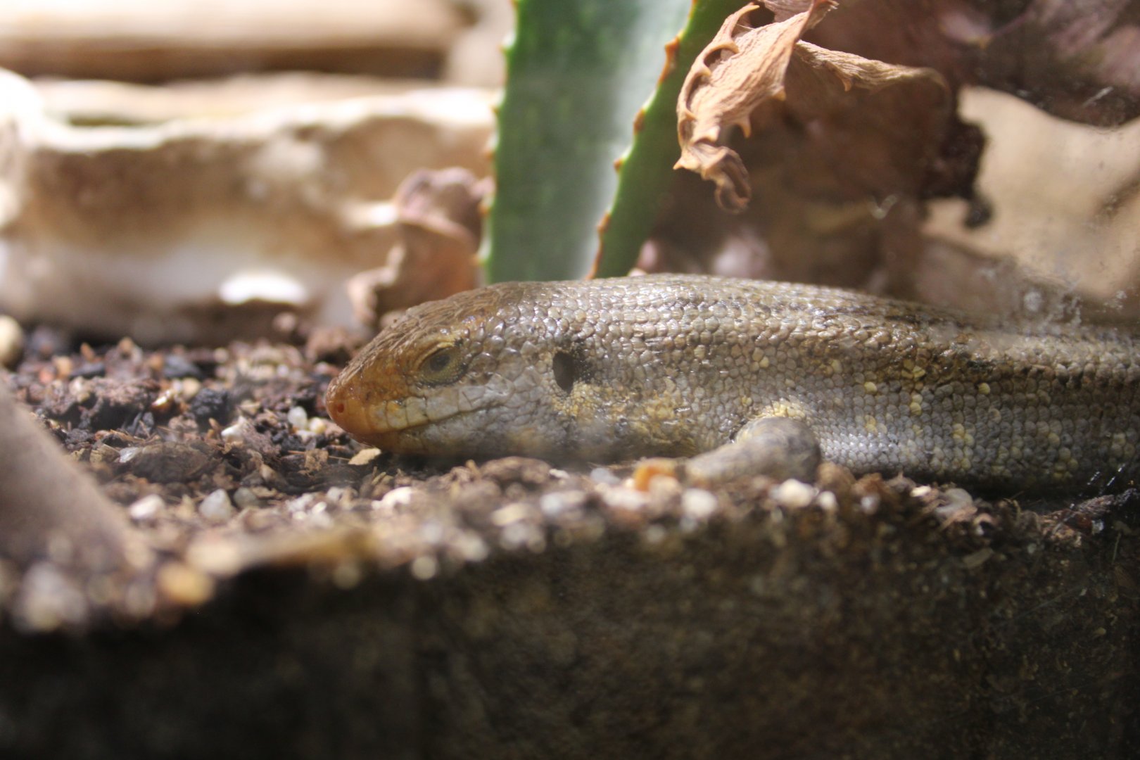 Ocellated Skink