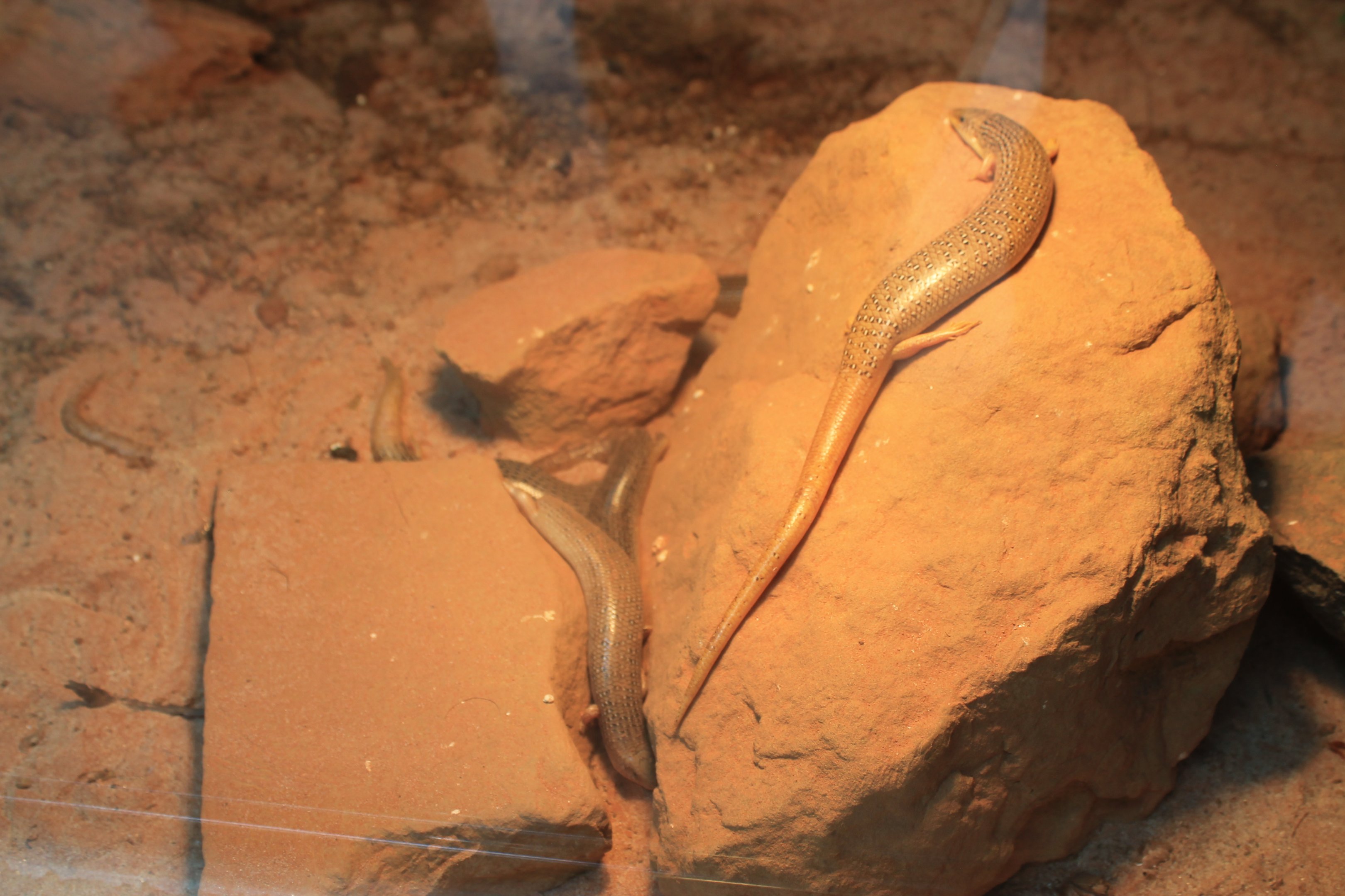 Ocellated Skinks (Chalcides ocellatus)