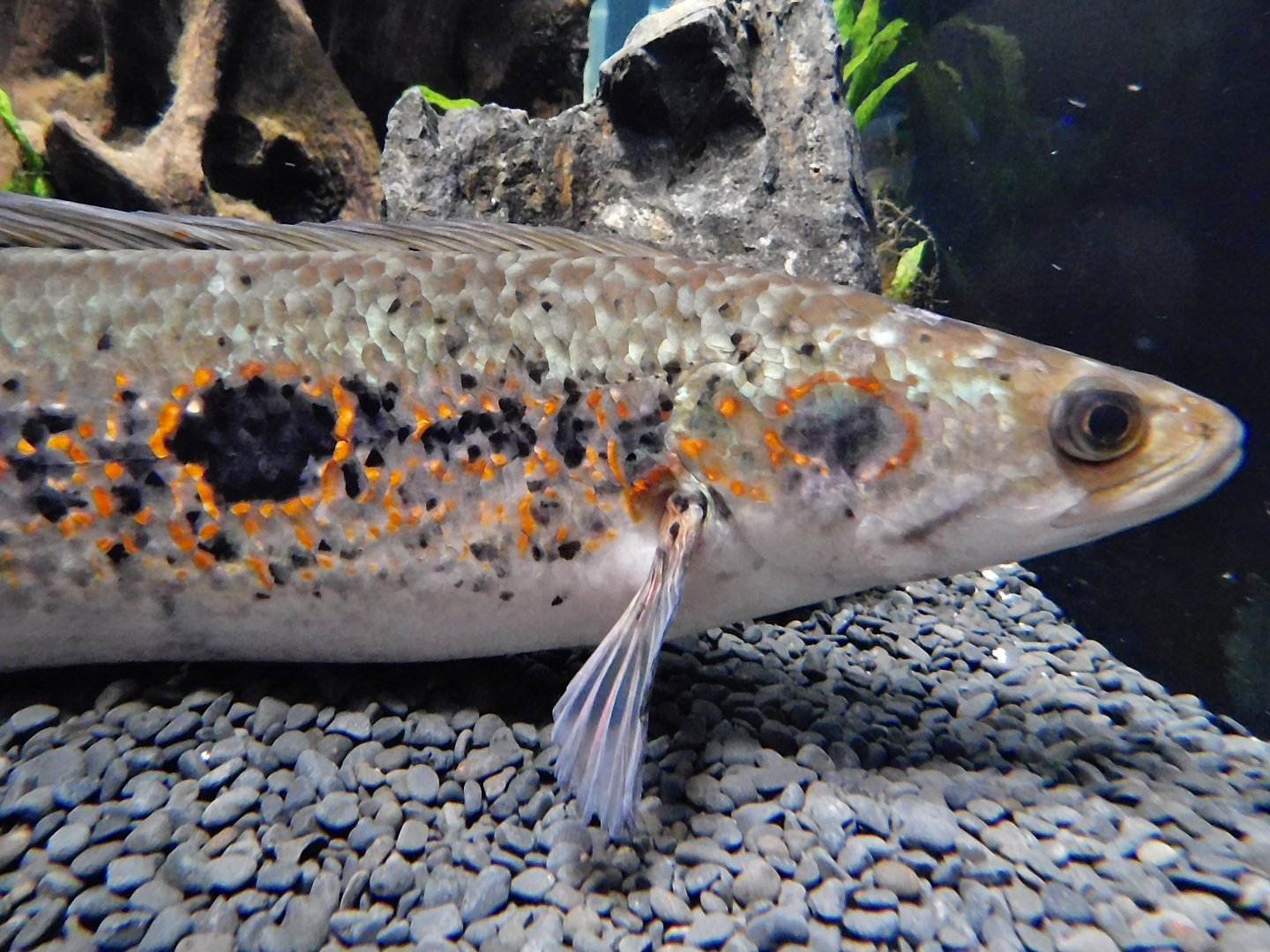 Ocellated Snakehead (Channa pleurophthalma) Kawasui Kawasaki Aquarium September 18, 2025