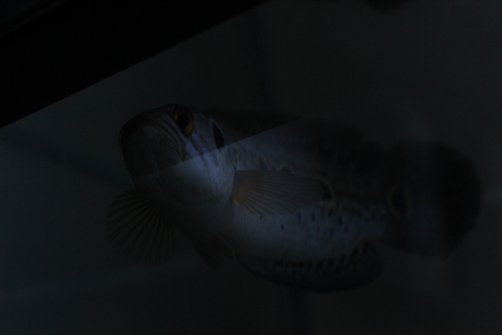 Ocellated snakehead (Channa pleurophthalma)