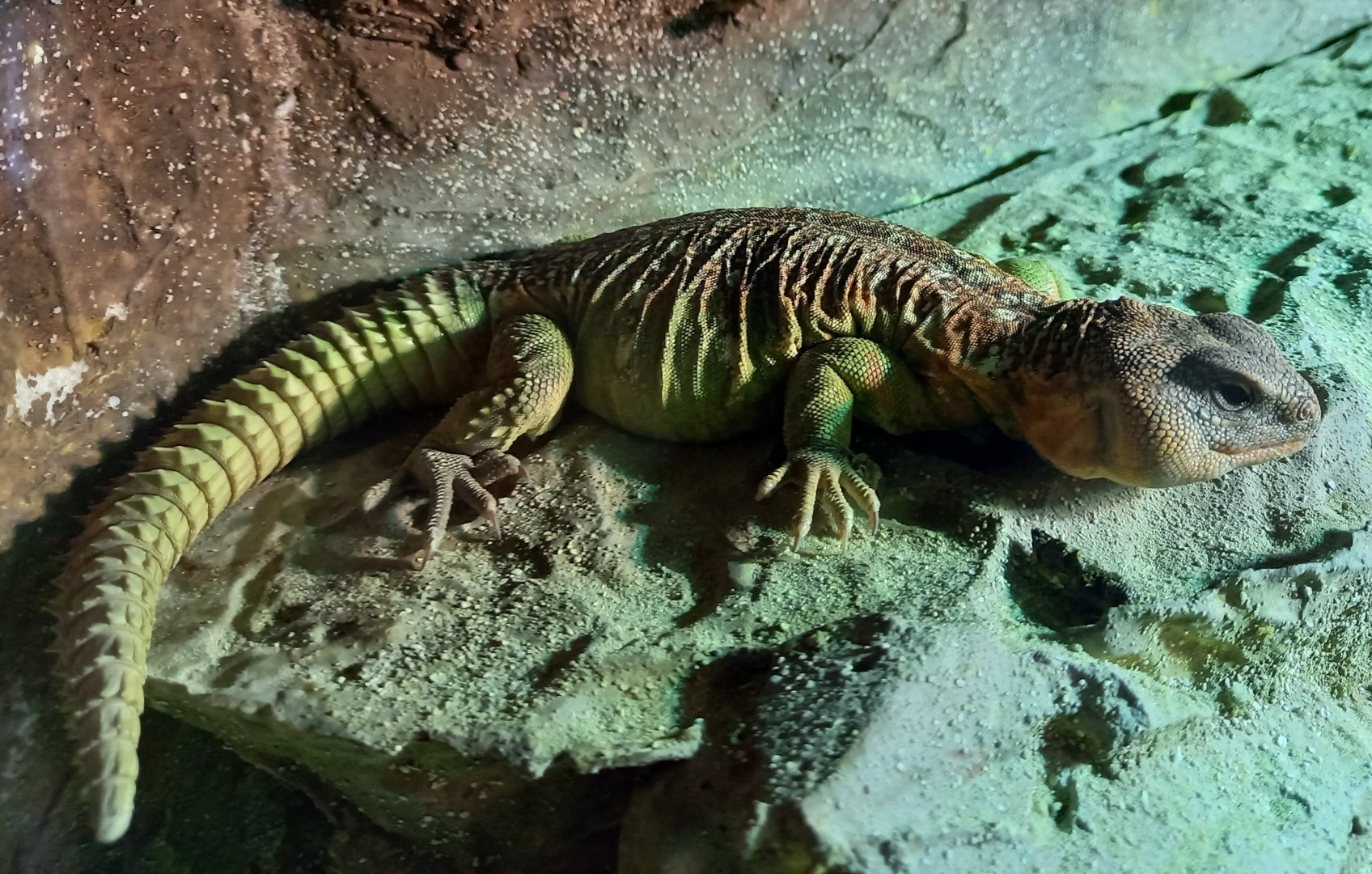 Ocellated spiny-tailed lizard