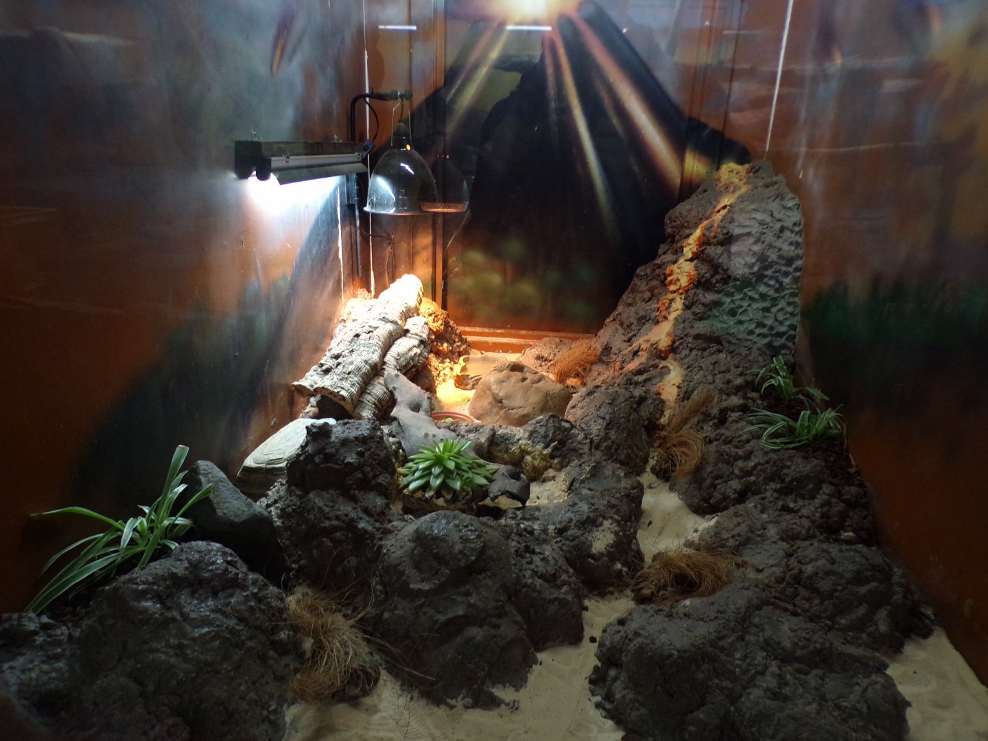 Ocellated spinytail terrarium 12.4.24