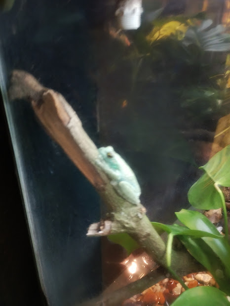 ocellated treefrog (Itapotihyla langsdorffii)