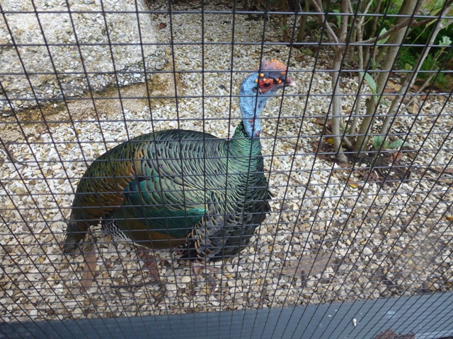 Ocellated Turkey 23.6.13