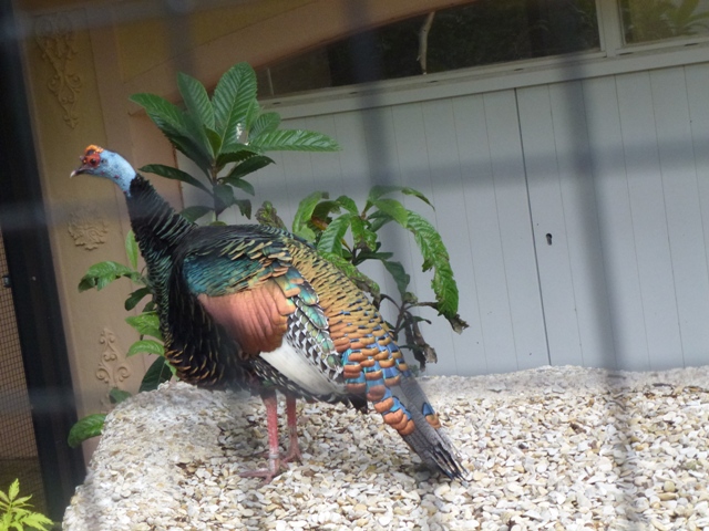 Ocellated Turkey 27.6.13