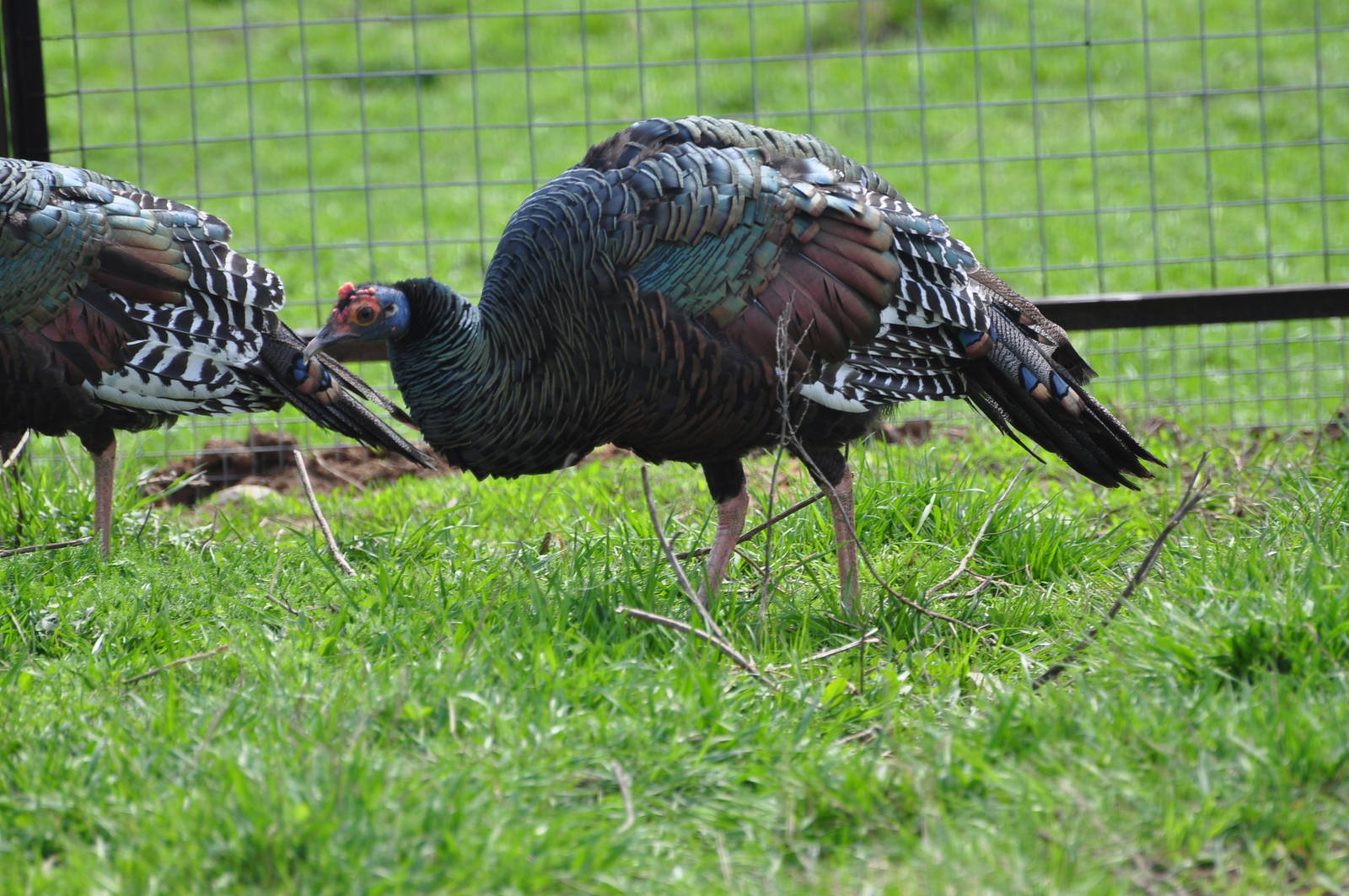Ocellated turkey/ Agriocharis ocellata