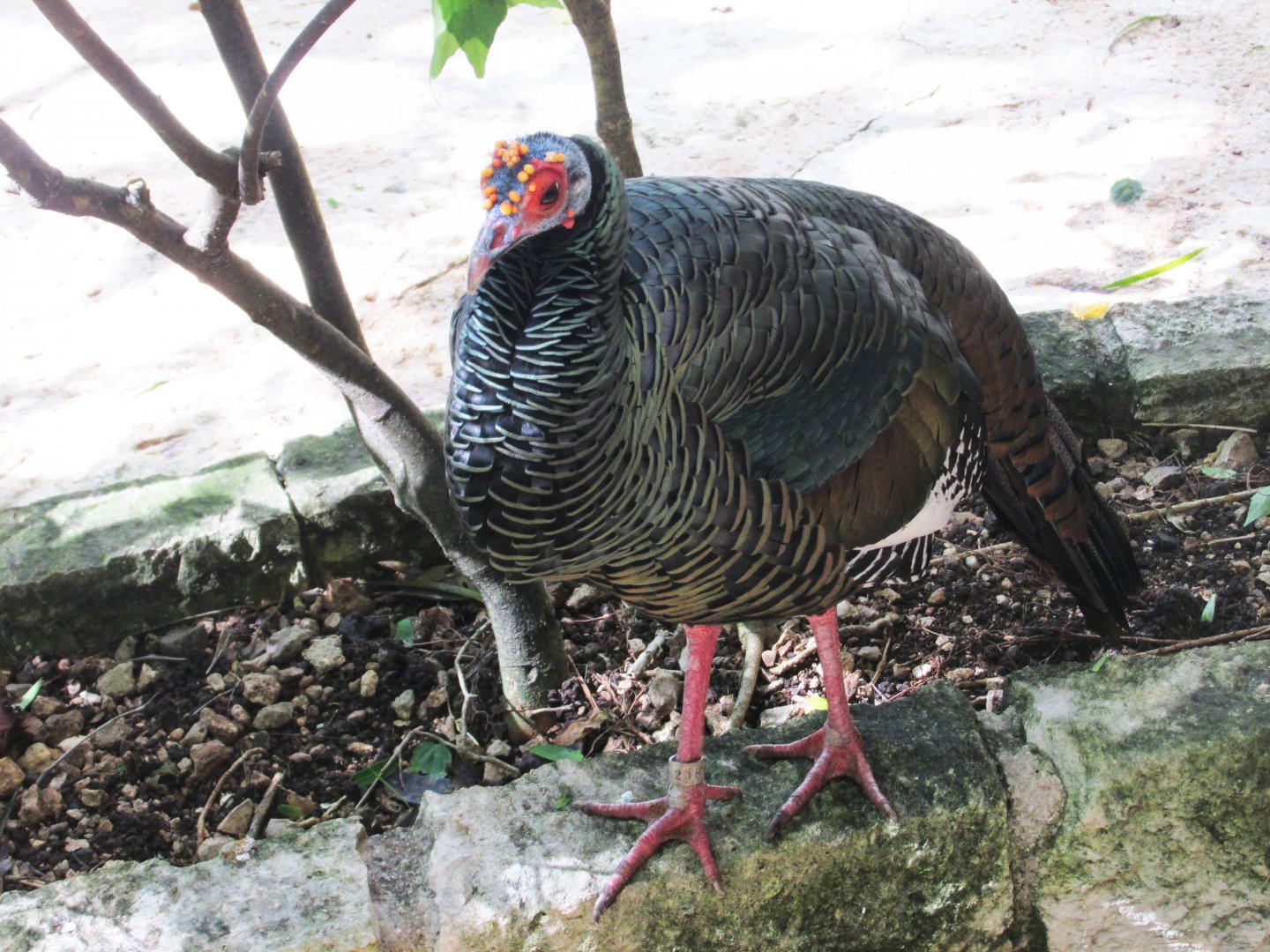 Ocellated turkey at Aviario