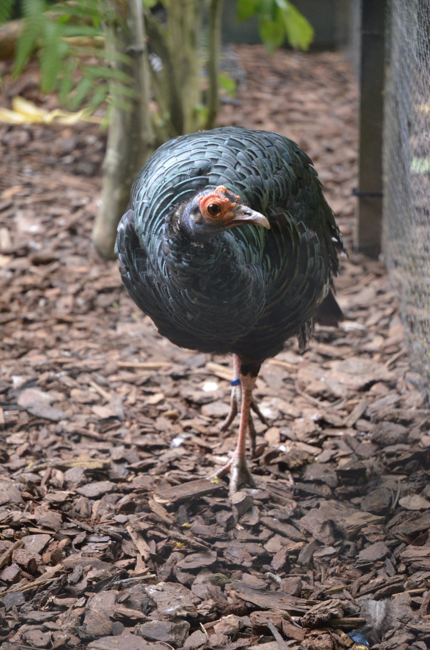 Ocellated Turkey at Clères, 16/06/18