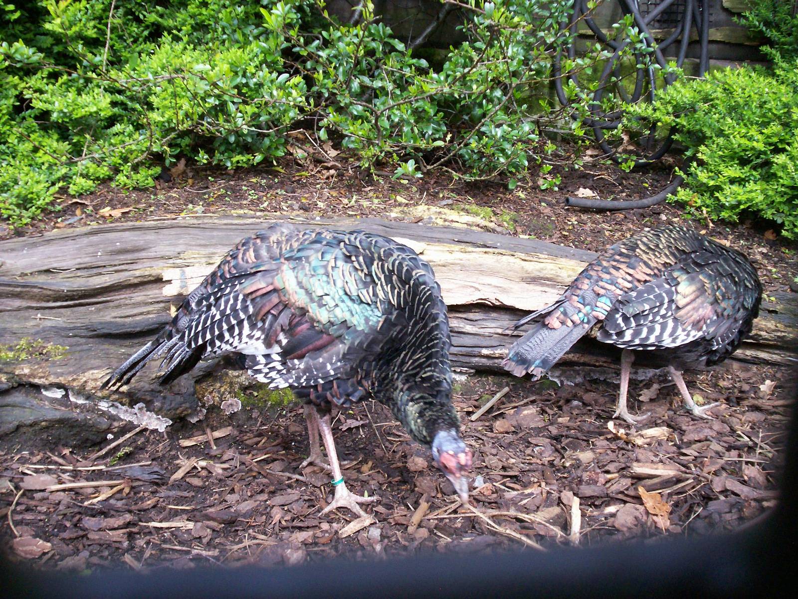 Ocellated turkey at Edinburgh zoo