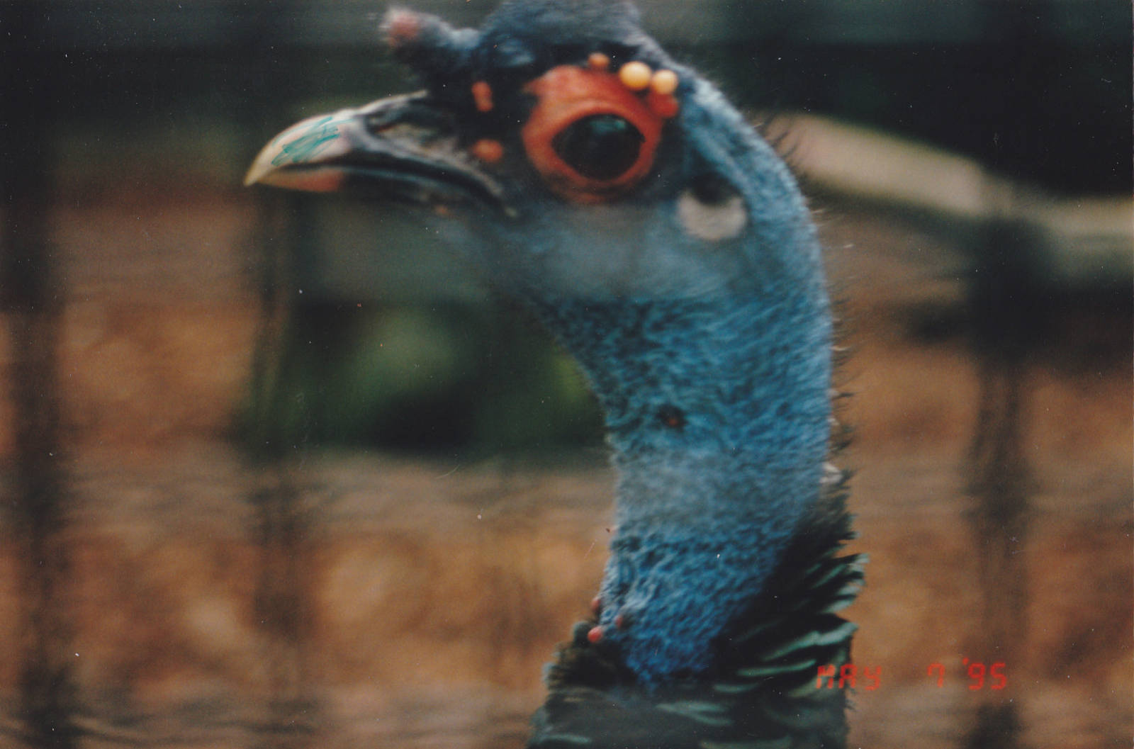 Ocellated turkey close-up