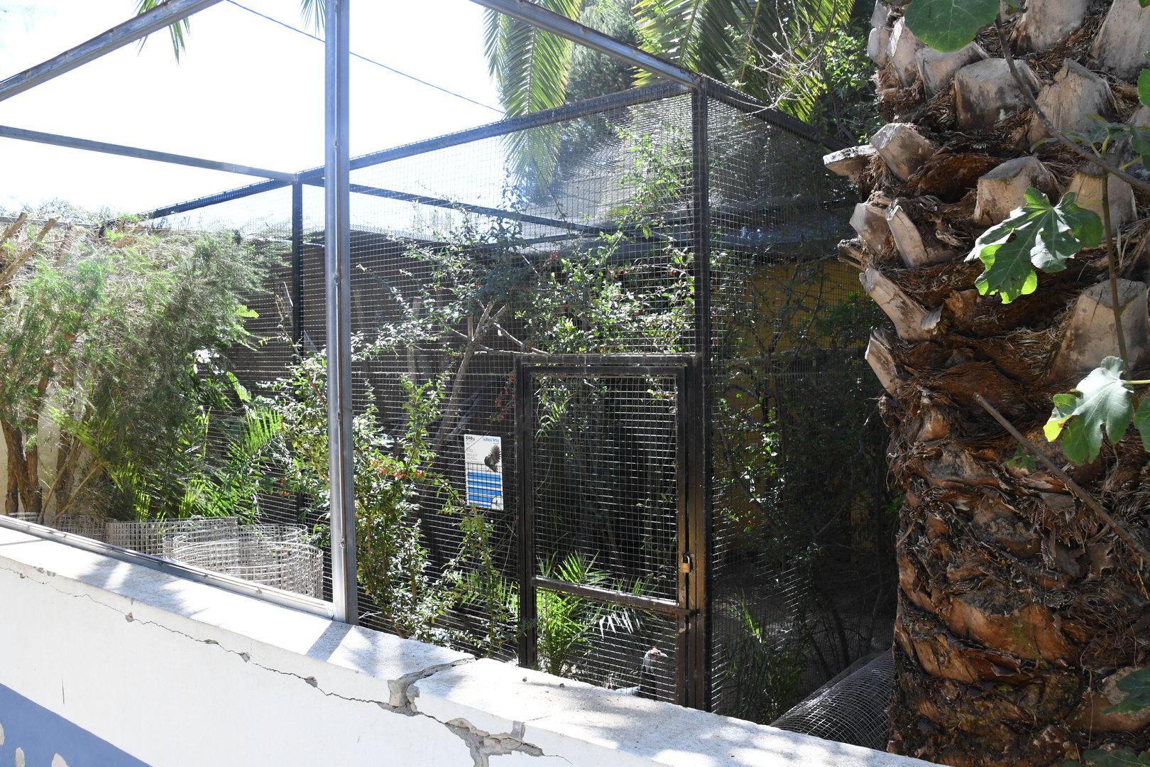 Ocellated Turkey exhibit