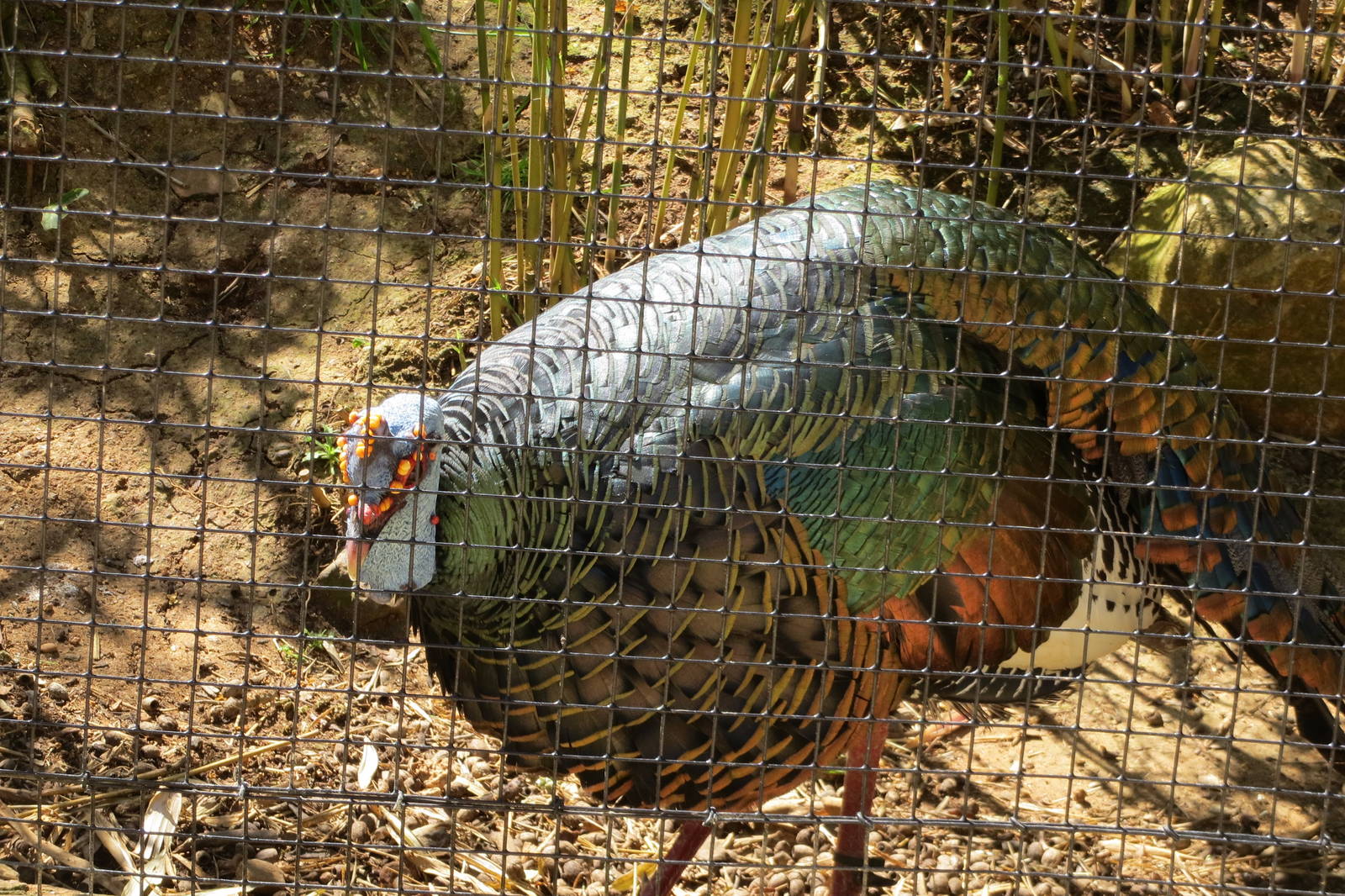 Ocellated Turkey May 2014