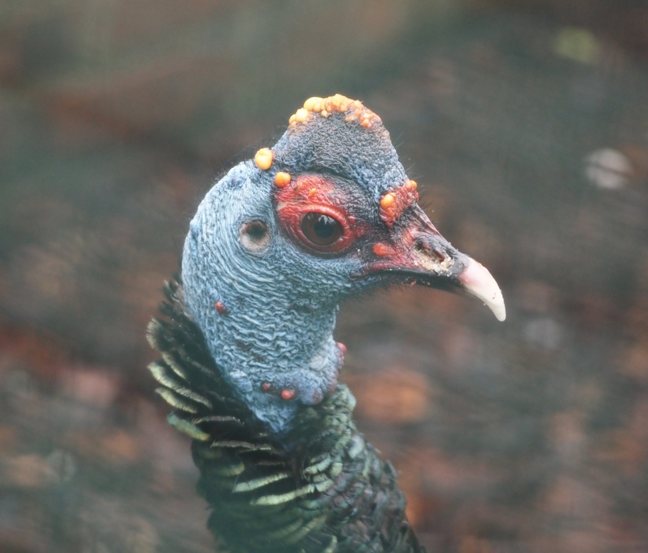 Ocellated turkey (Meleagris ocellata), 2024-05-22