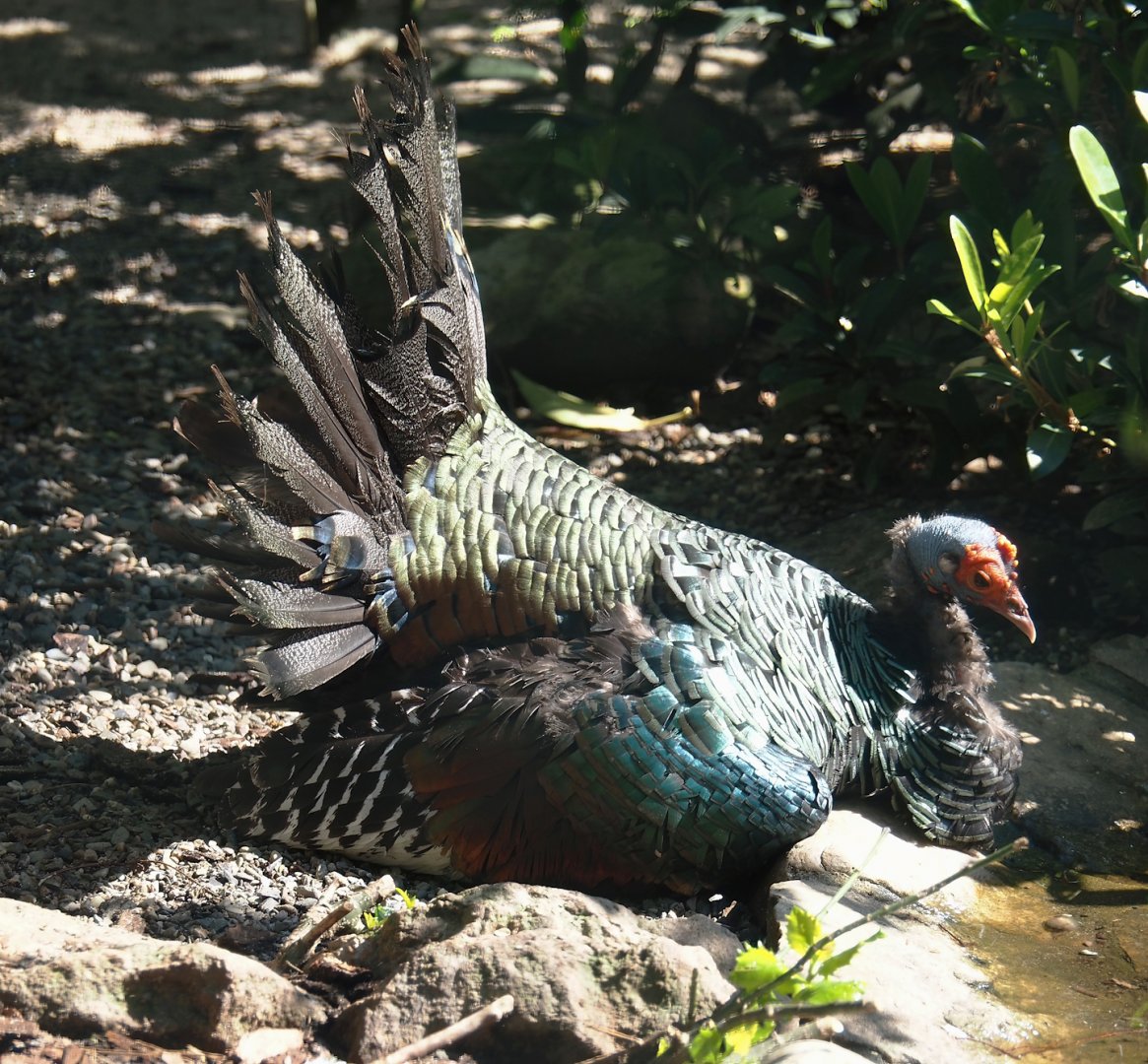Ocellated turkey (Meleagris ocellata), 2024-05-23